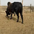 ثور للبيع