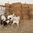 متابيع غنم