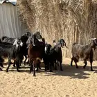 معزا قبرصيه