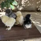 صوص براهما كولومبي مستوى توب