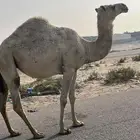 ثلاث لقحات للبيع