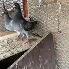 زاجل سباق