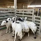 شياه رفيد مقنوي