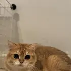 سكوتش   بريتيش للبيع مسجل