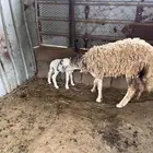 نعجه منتوجه