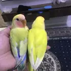 فروخ روز اليفه