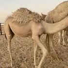 حشو قصب طيبه على الحليب
