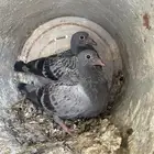 حمام زاجل البيع