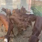 حسلان دهم بلدي