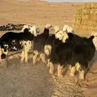 للبيع بهم نجد