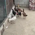 دجاج باكستاني