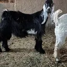 تيس عارضي مشروع فحل خصم ومعرف