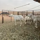 غنم