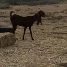 عنز رباع حايل فيها ضعف حال