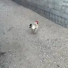 ديك فرنسي