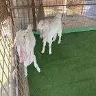 جفرات مشاريك صنف