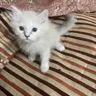 قطط هيمالايا شيرازي