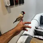 جاو اليف