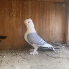 ستنايت