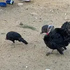رومى و وز عراقي