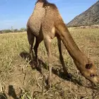 قعود ع الحليب والمراعي للبيع