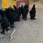 براهما