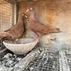جوز. دنش احمر منتج للبيع