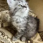 قط شيرازي 3 شهور عرعر