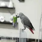 ببغاء كاسكو أليف ومتكلم تم البيع ويوجد غيره