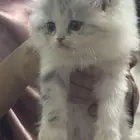 قطه