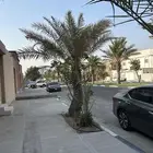 نخل خلاص وشيشي