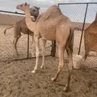 للبيع بكره حوره سلاله