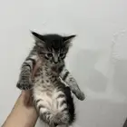 قطط للبيع