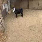 تيس للبيع