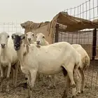 ضان رفد منوت القاني
