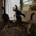 شامو ياباني