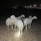 حري ذبايح مناسبات ذبائح ثلاجه يوجد صلخ و توصيل اقل سعر