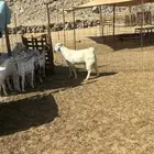 الشميسي طريق الخواجات