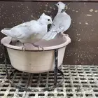 قماري هولنديه رصاصيات