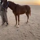 مهر شعبي  العمر سنه تقريبا الارتفاع 150 مهر مع الابل