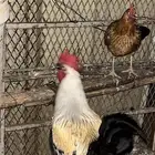 للبيع ديك عالسوم