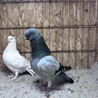 للبيع حمام لونق