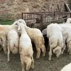 ذبايح تيوس بلدي وطليان حرية