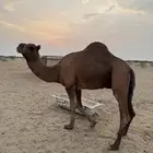 جمل
