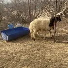 رخال