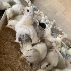 صوص دجاج بلدي