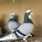 حمام بكستاني