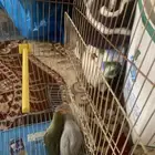 عصافير روز