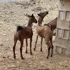 تيوس