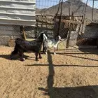 جفره جذعه وتيس جذع الشحم فل